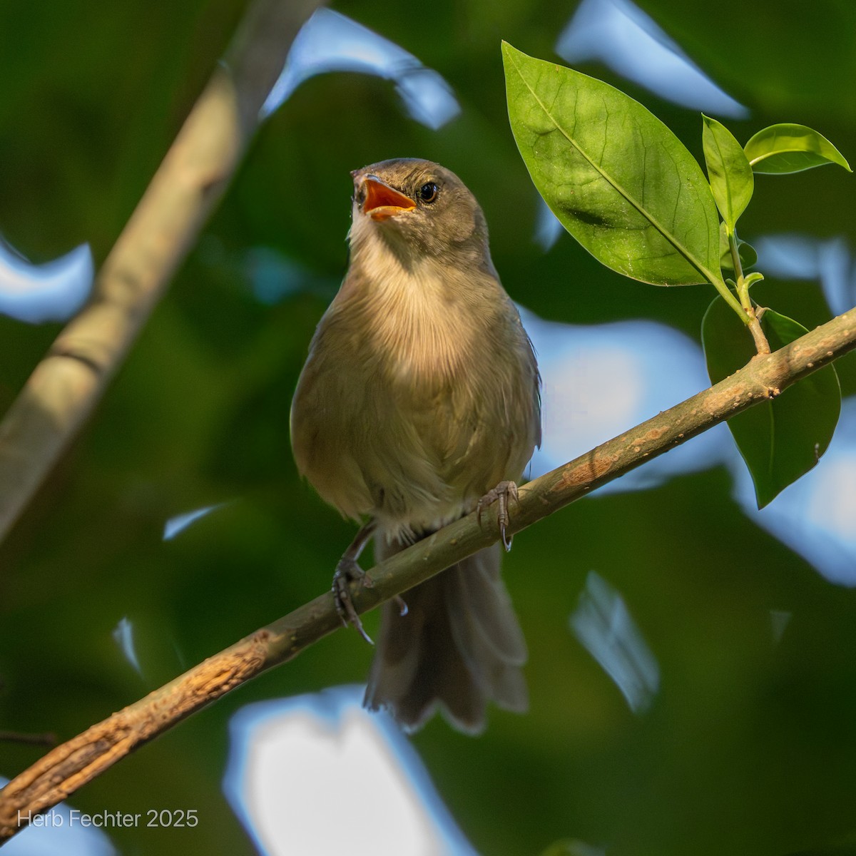Malagasy Brush-Warbler - ML646192630