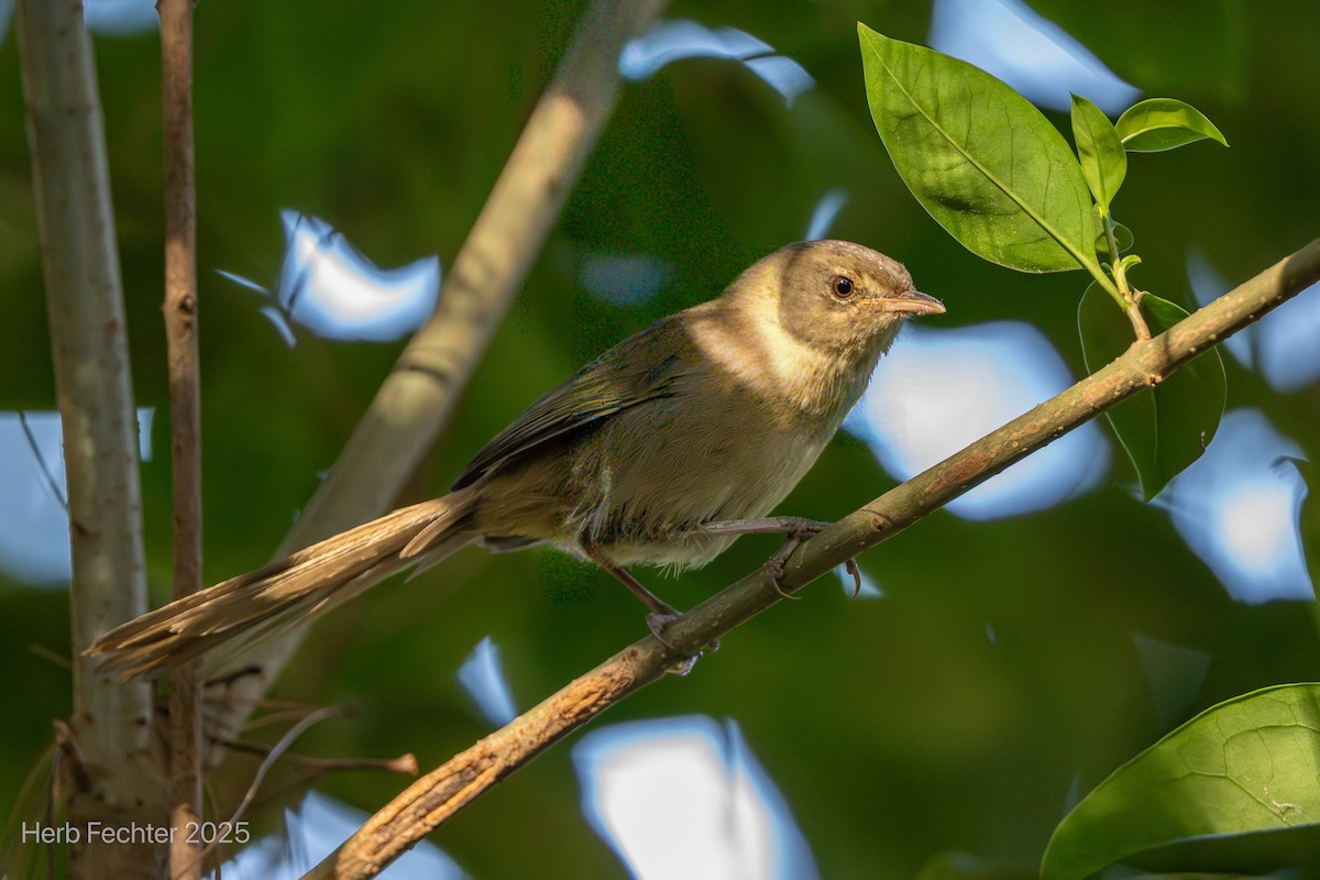 Malagasy Brush-Warbler - ML646192631