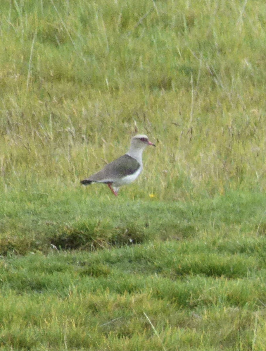 Andean Lapwing - ML646192632