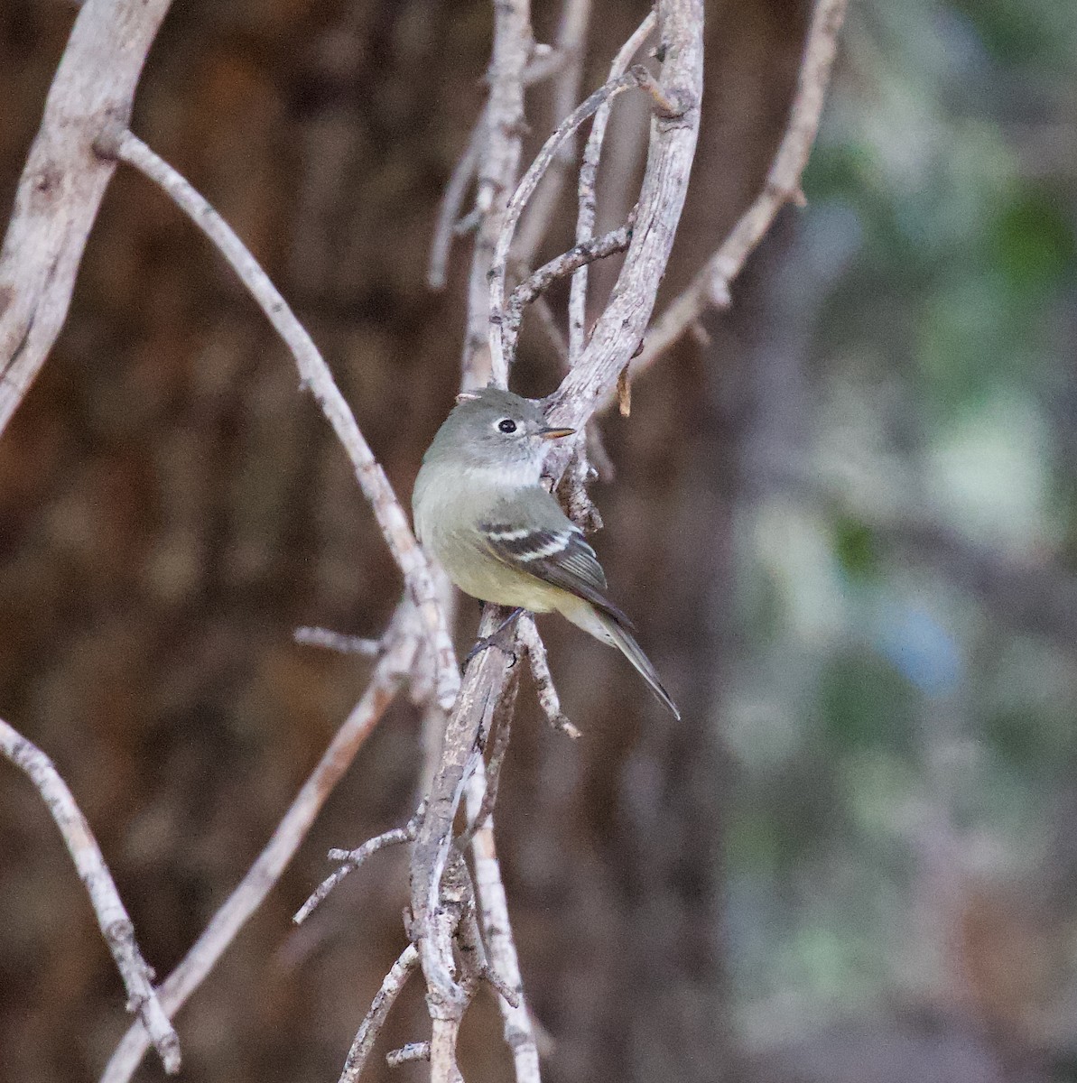 Hammond's Flycatcher - ML646192634