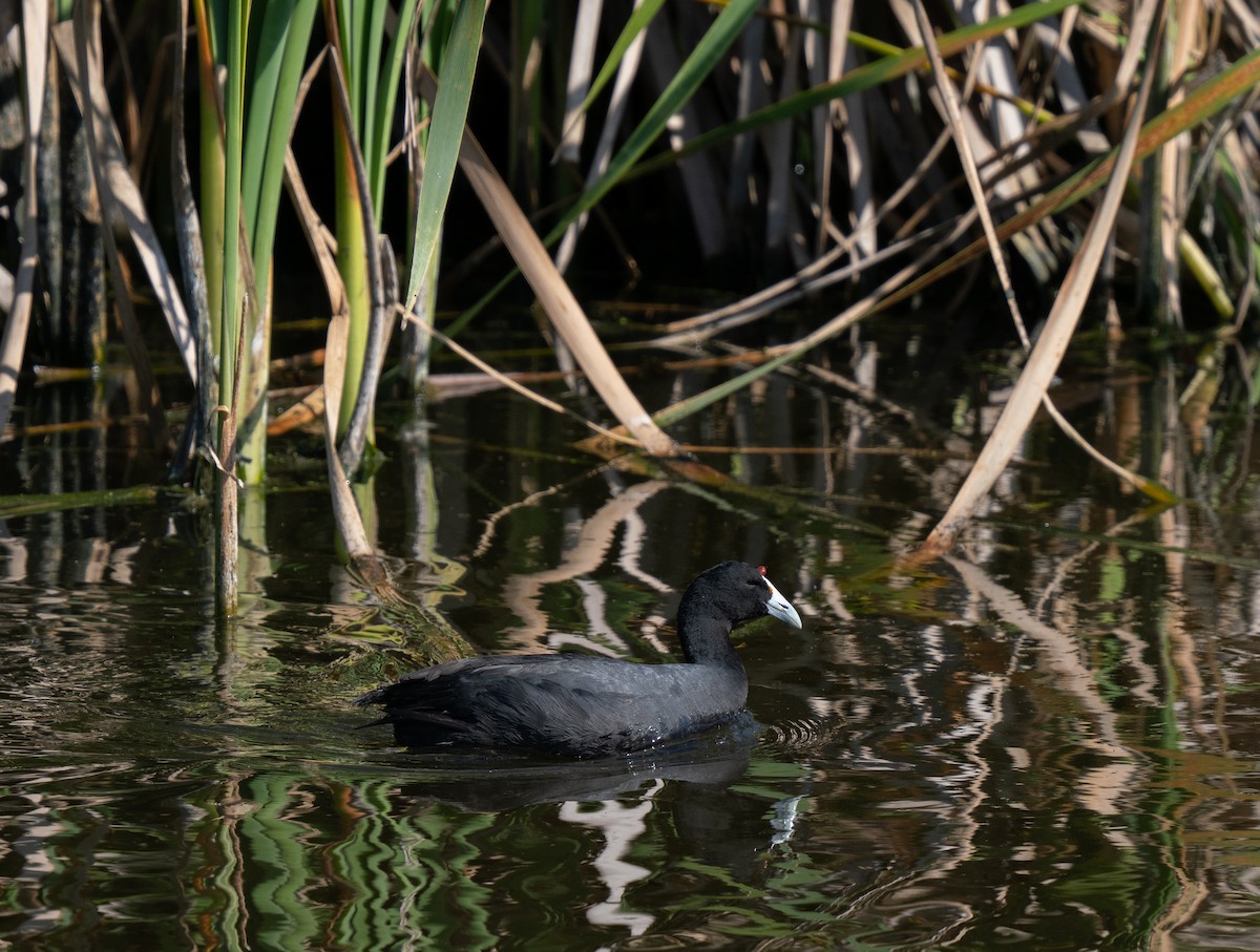 Red-knobbed Coot - ML646192635