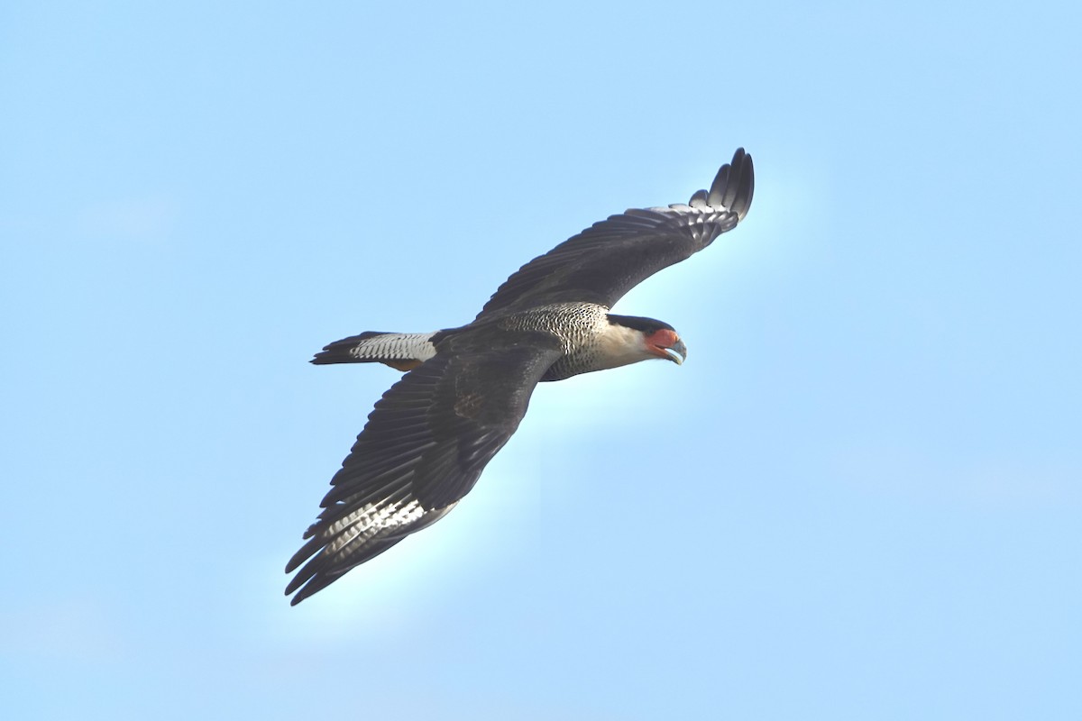 Crested Caracara (Northern) - ML646192636