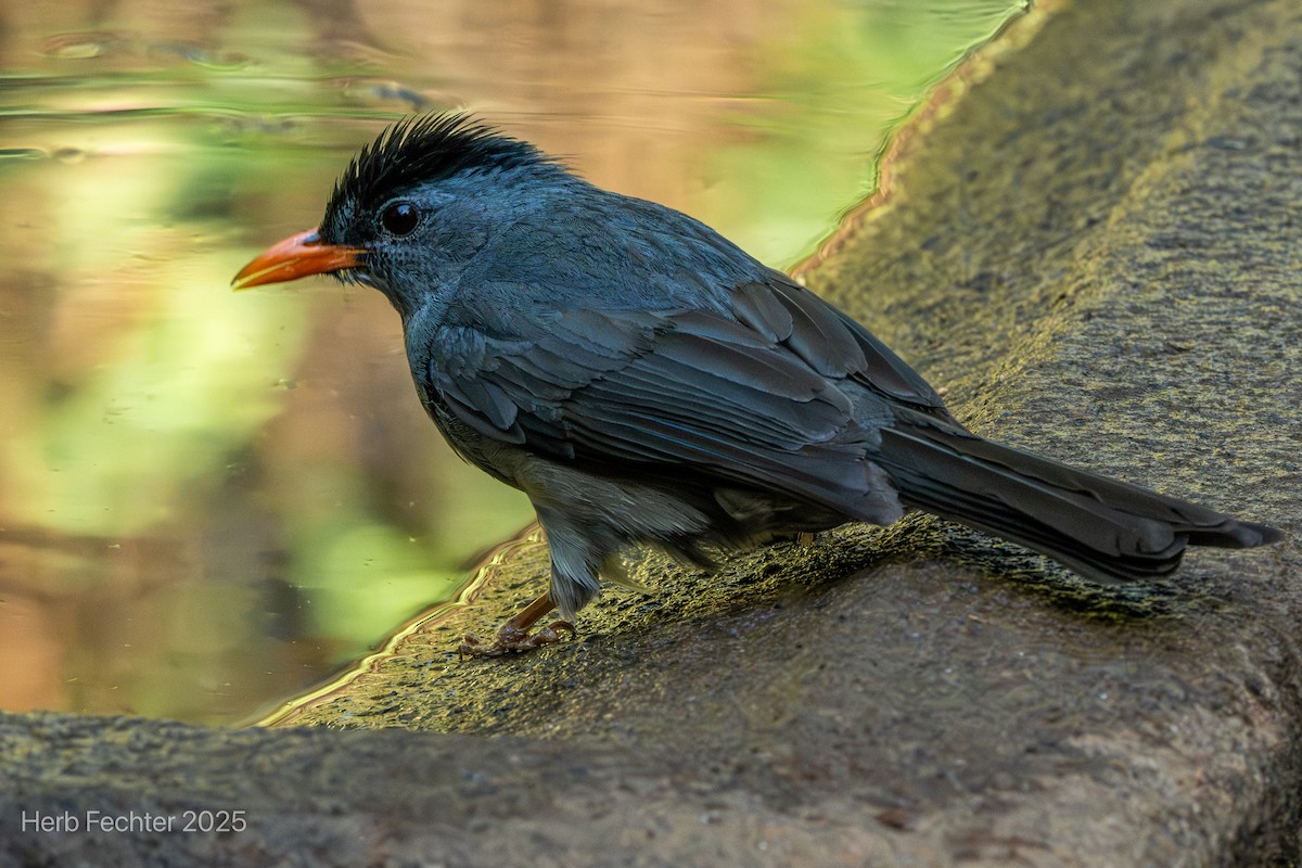 Malagasy Bulbul - ML646192637