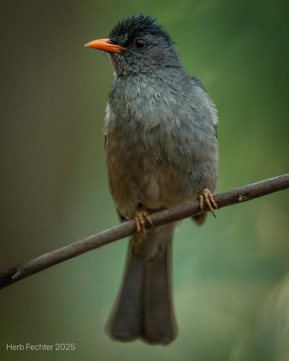 Malagasy Bulbul - ML646192638