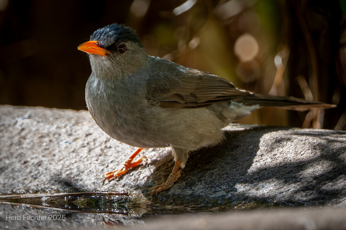 Malagasy Bulbul - ML646192639
