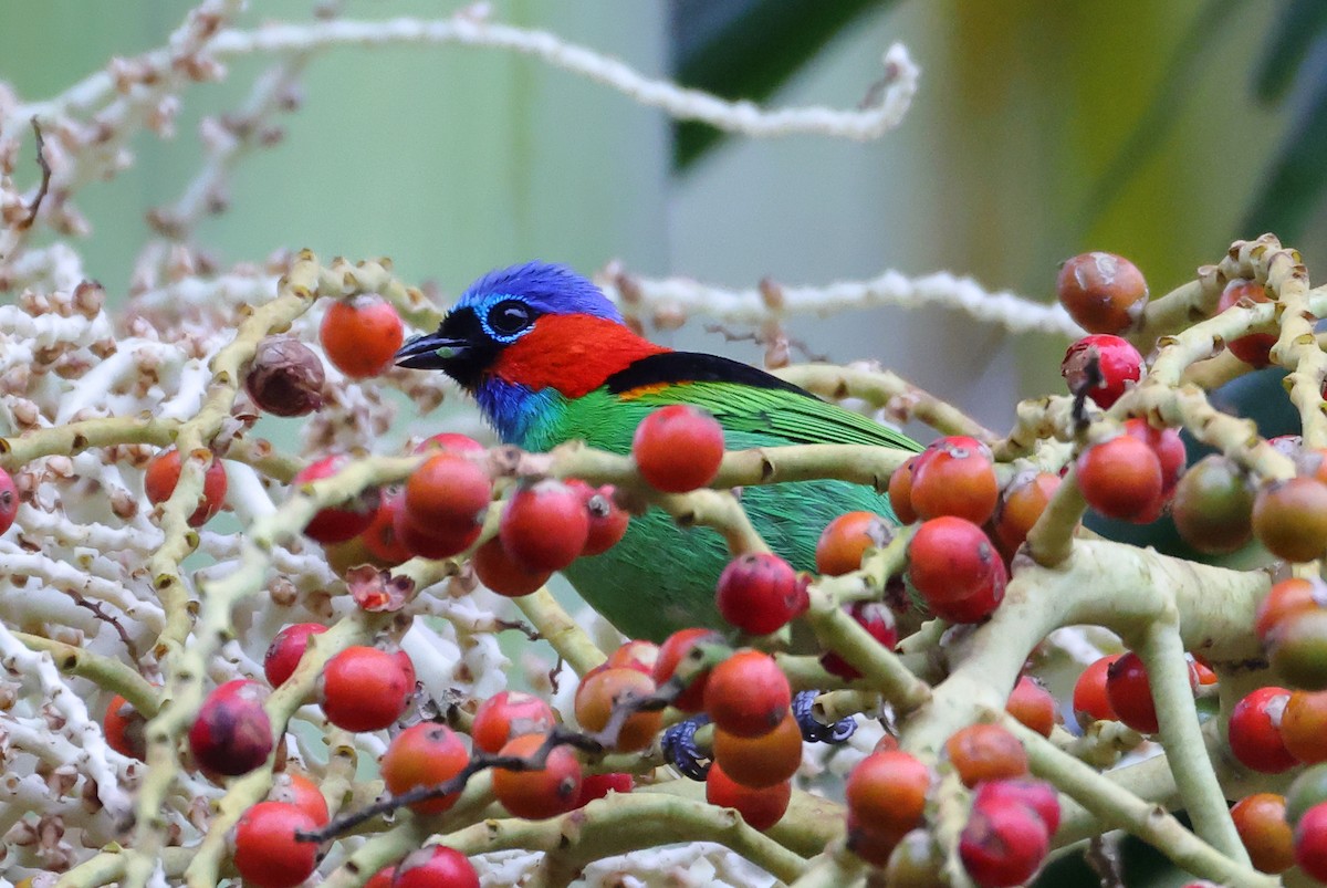 Red-necked Tanager - ML646192641