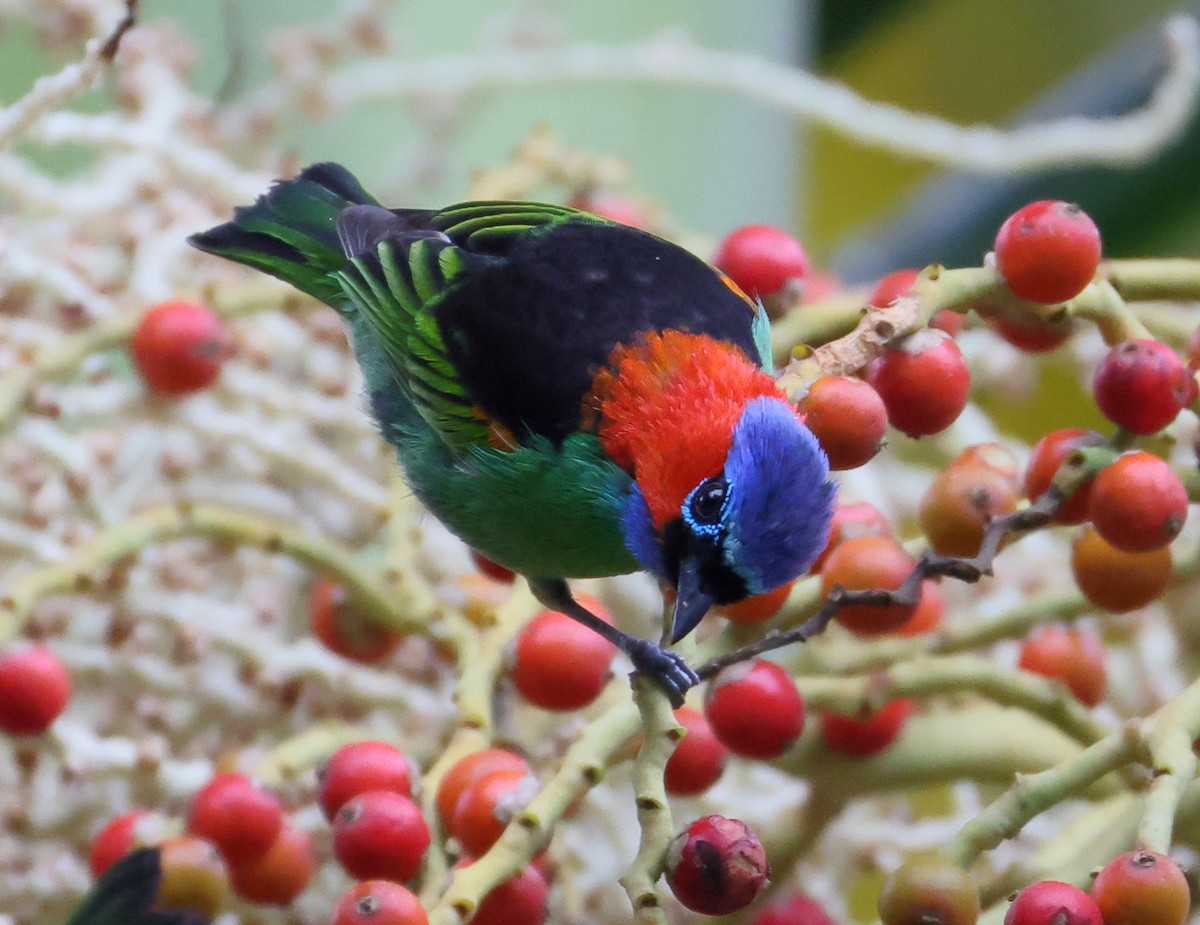 Red-necked Tanager - ML646192642