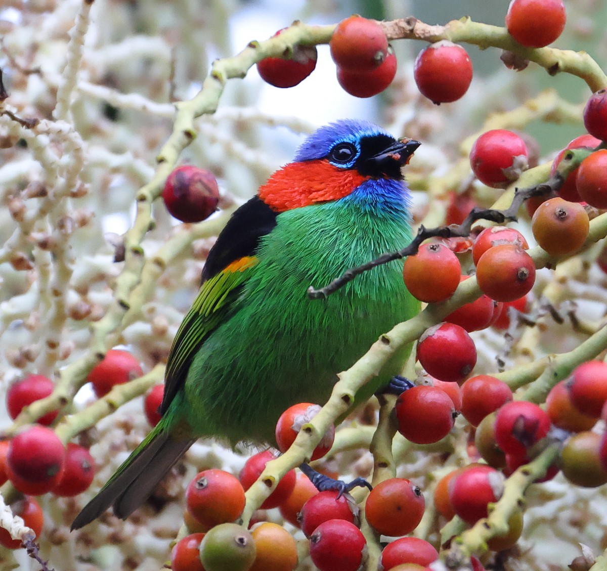 Red-necked Tanager - ML646192643