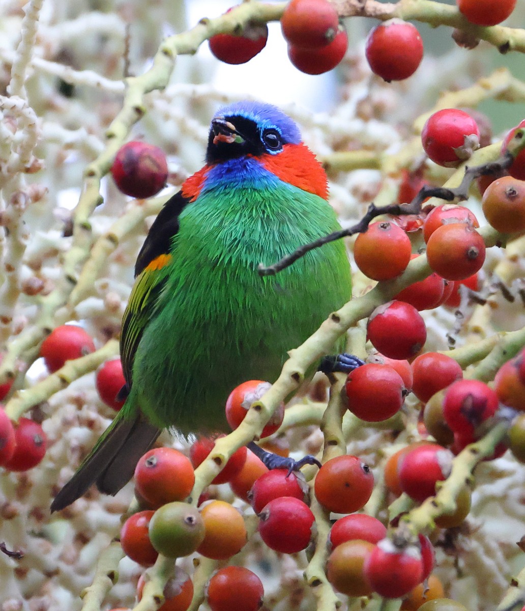 Red-necked Tanager - ML646192644