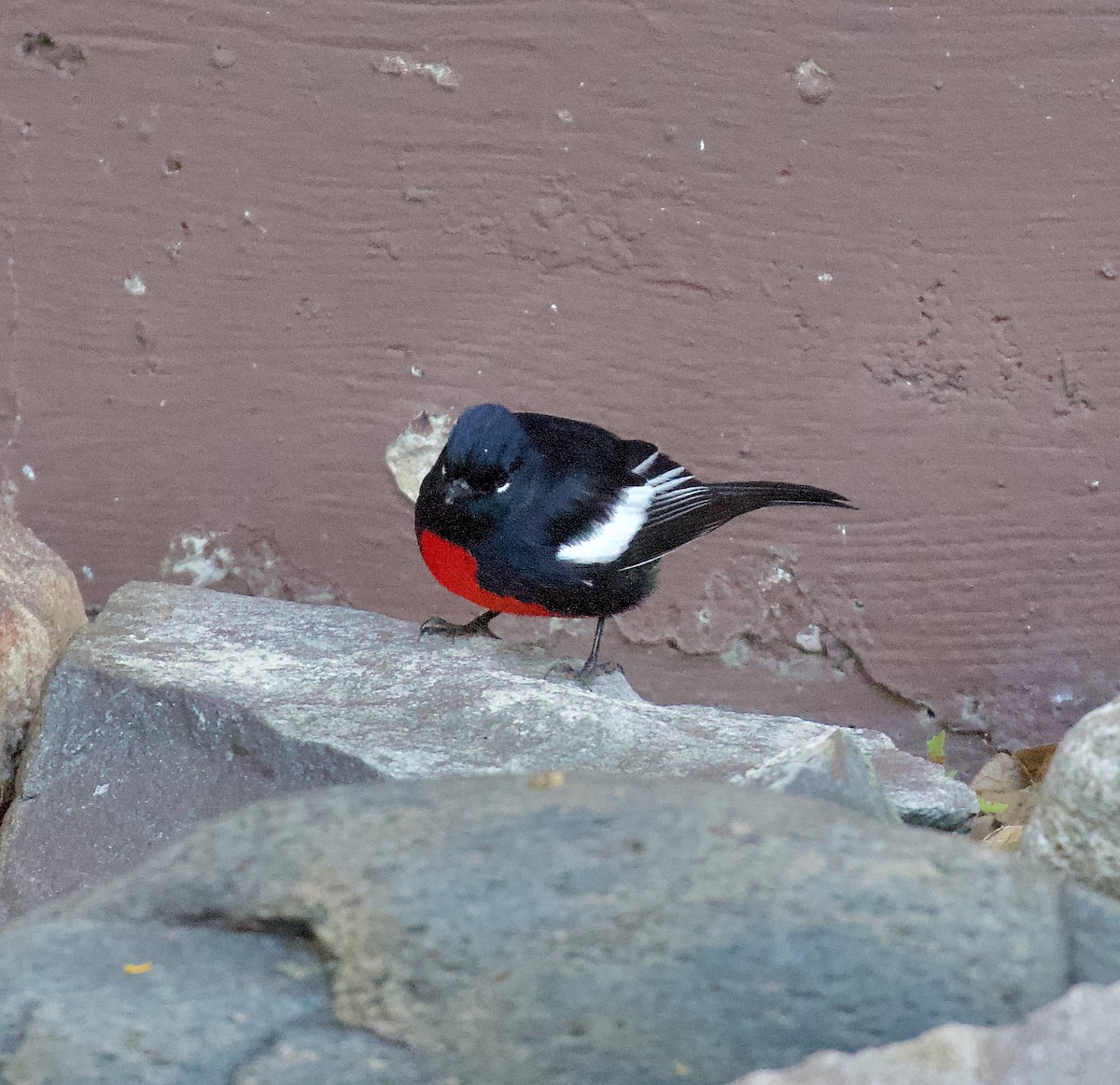 Painted Redstart - ML646192649