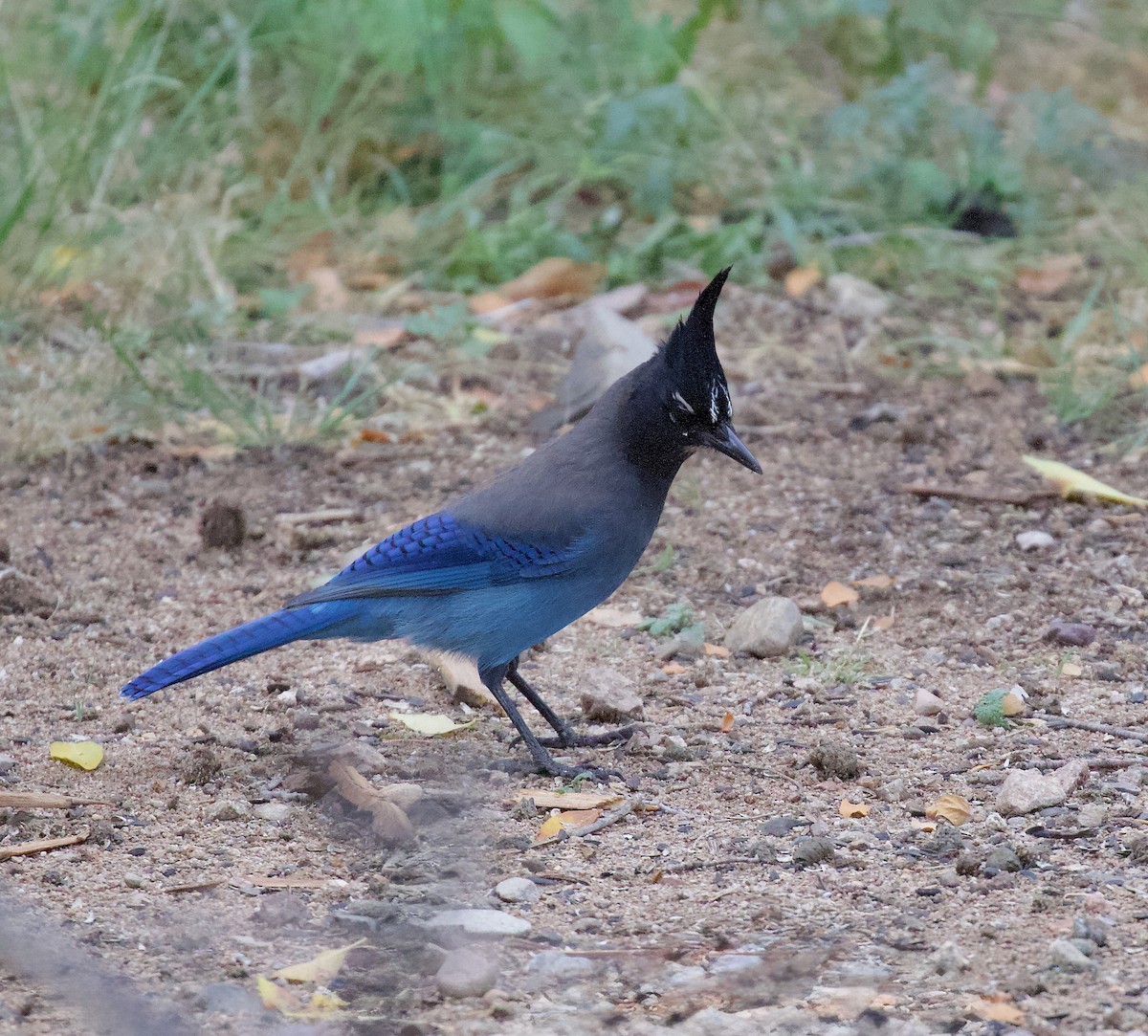 Steller Kargası - ML646192658