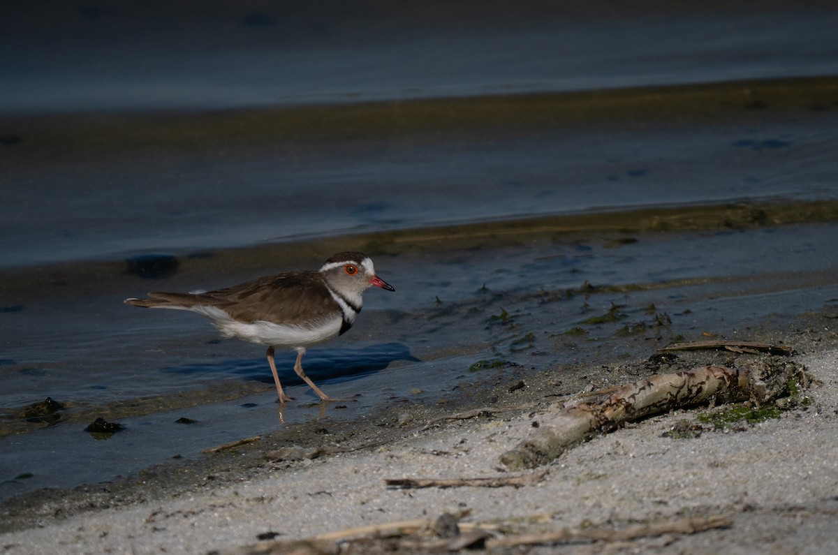 Dreiband-Regenpfeifer - ML646192659