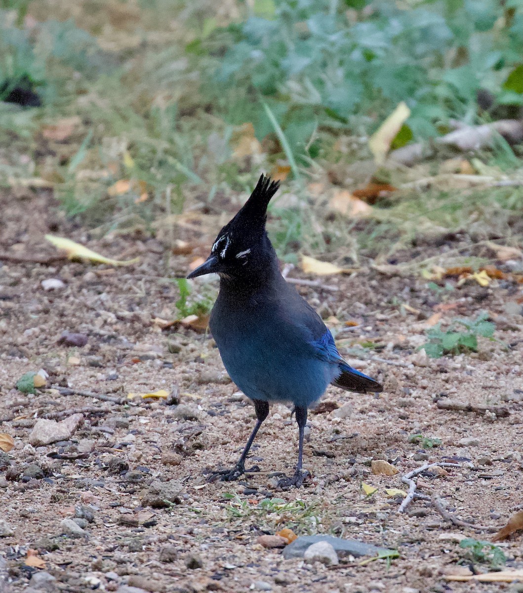 Steller Kargası - ML646192661