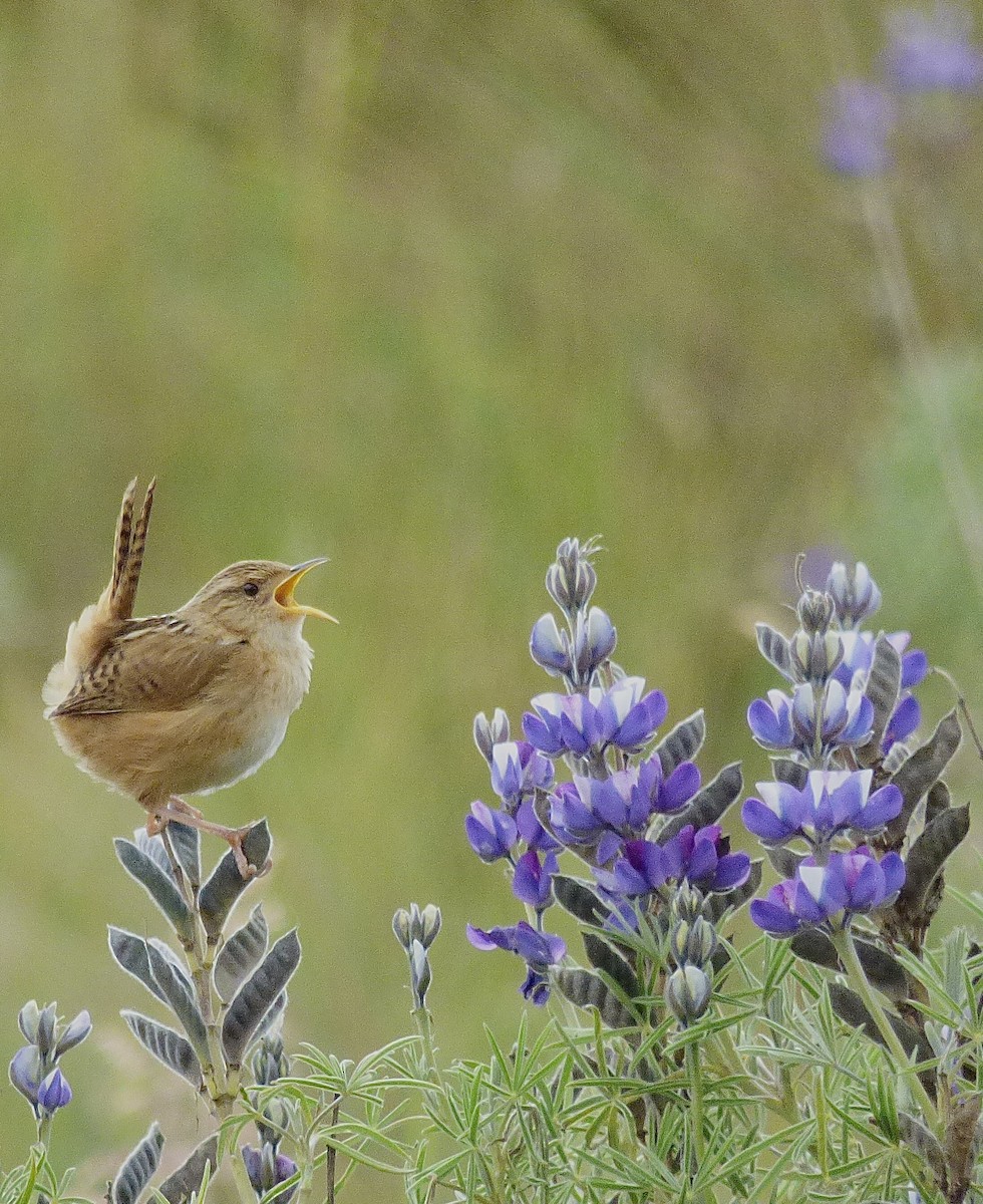 Pampazaunkönig - ML646192662