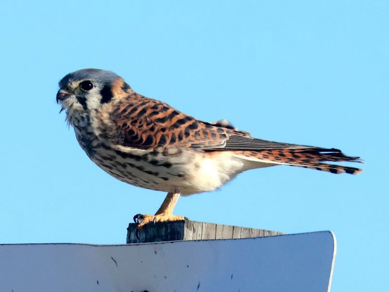 American Kestrel - ML646192664