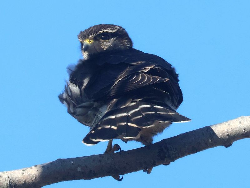 Merlin - ML646192666