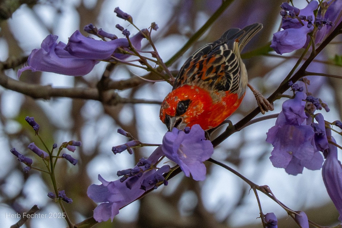 Red Fody - ML646192668