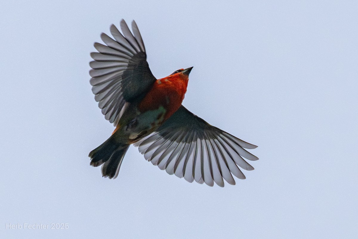 Red Fody - ML646192669