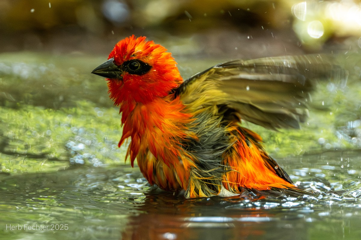 Red Fody - ML646192670