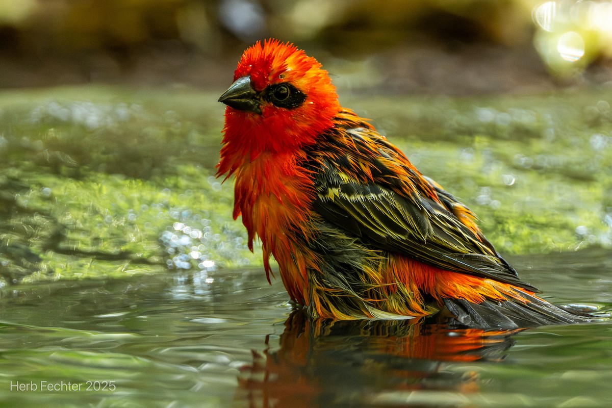 Red Fody - ML646192671