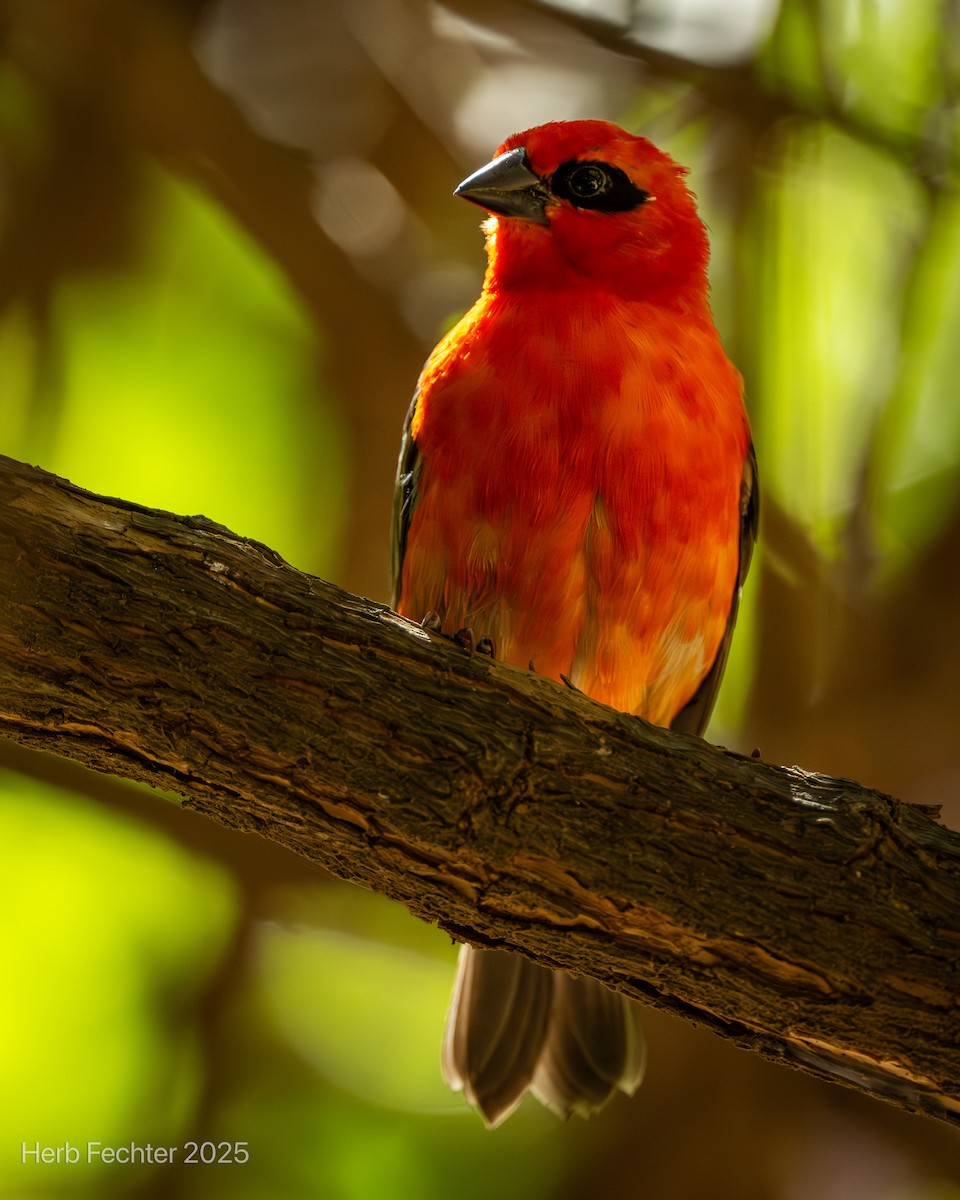 Red Fody - ML646192672