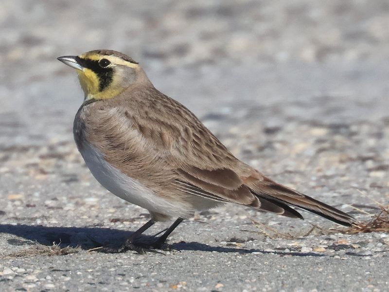 Horned Lark - ML646192673