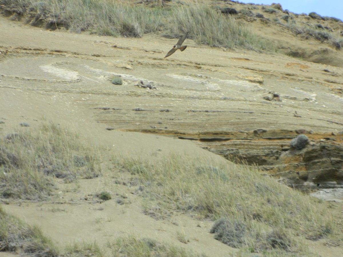 Peregrine Falcon - ML646192675