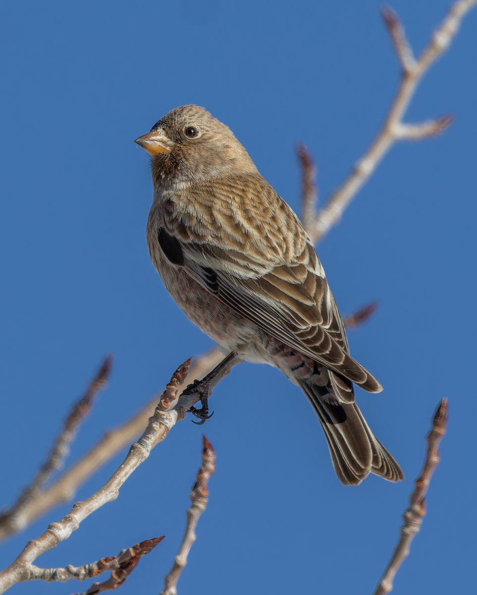 Brown-capped Rosy-Finch - ML646192676