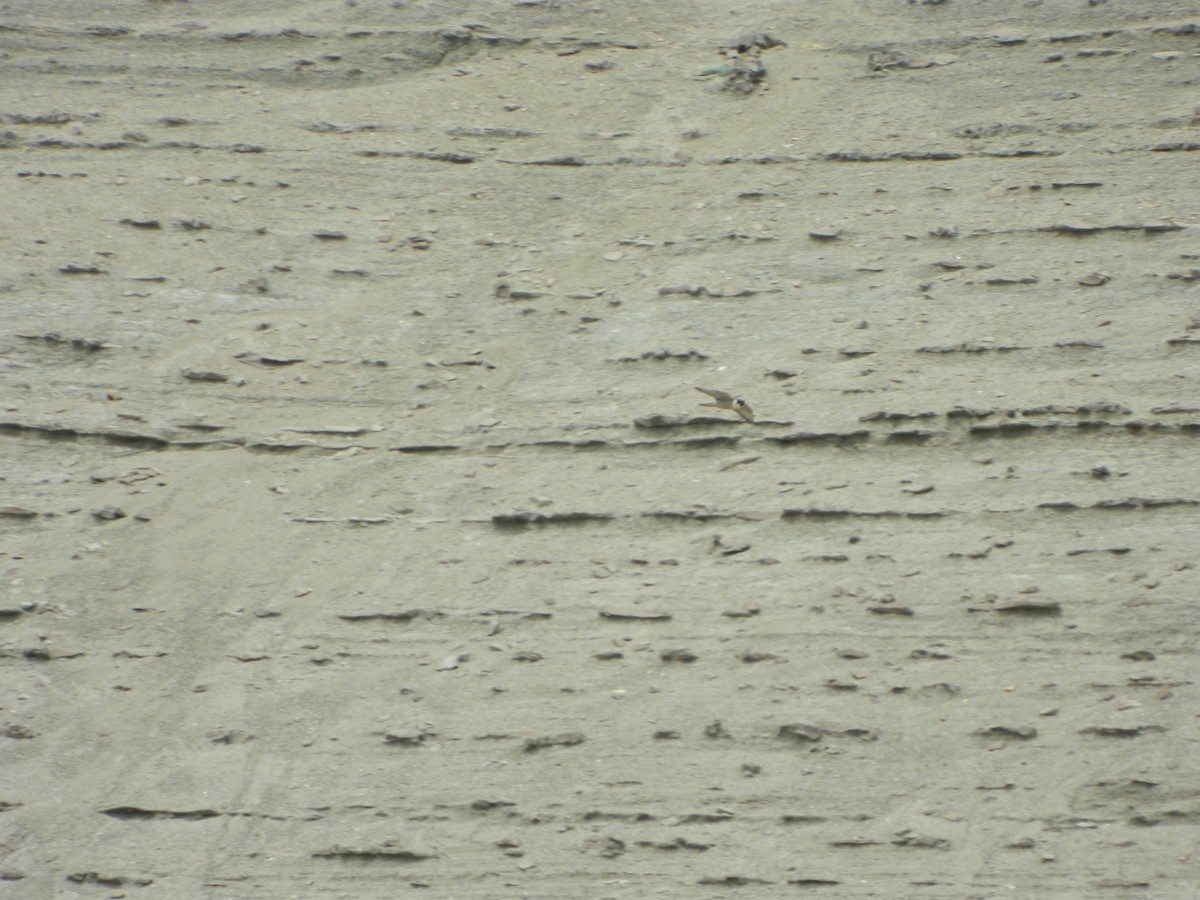 Peregrine Falcon - ML646192677