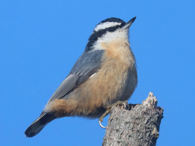 Red-breasted Nuthatch - ML646192686