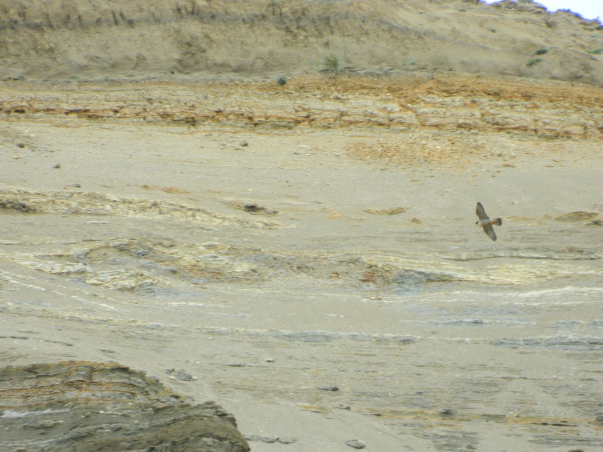 Peregrine Falcon - ML646192687