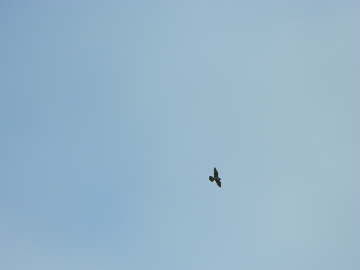 Peregrine Falcon - ML646192693