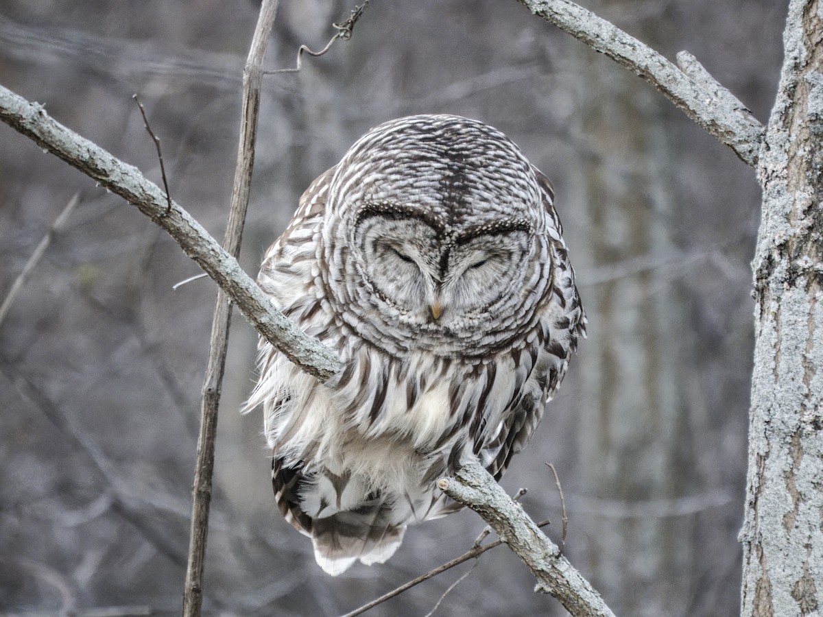 Barred Owl - ML646192696