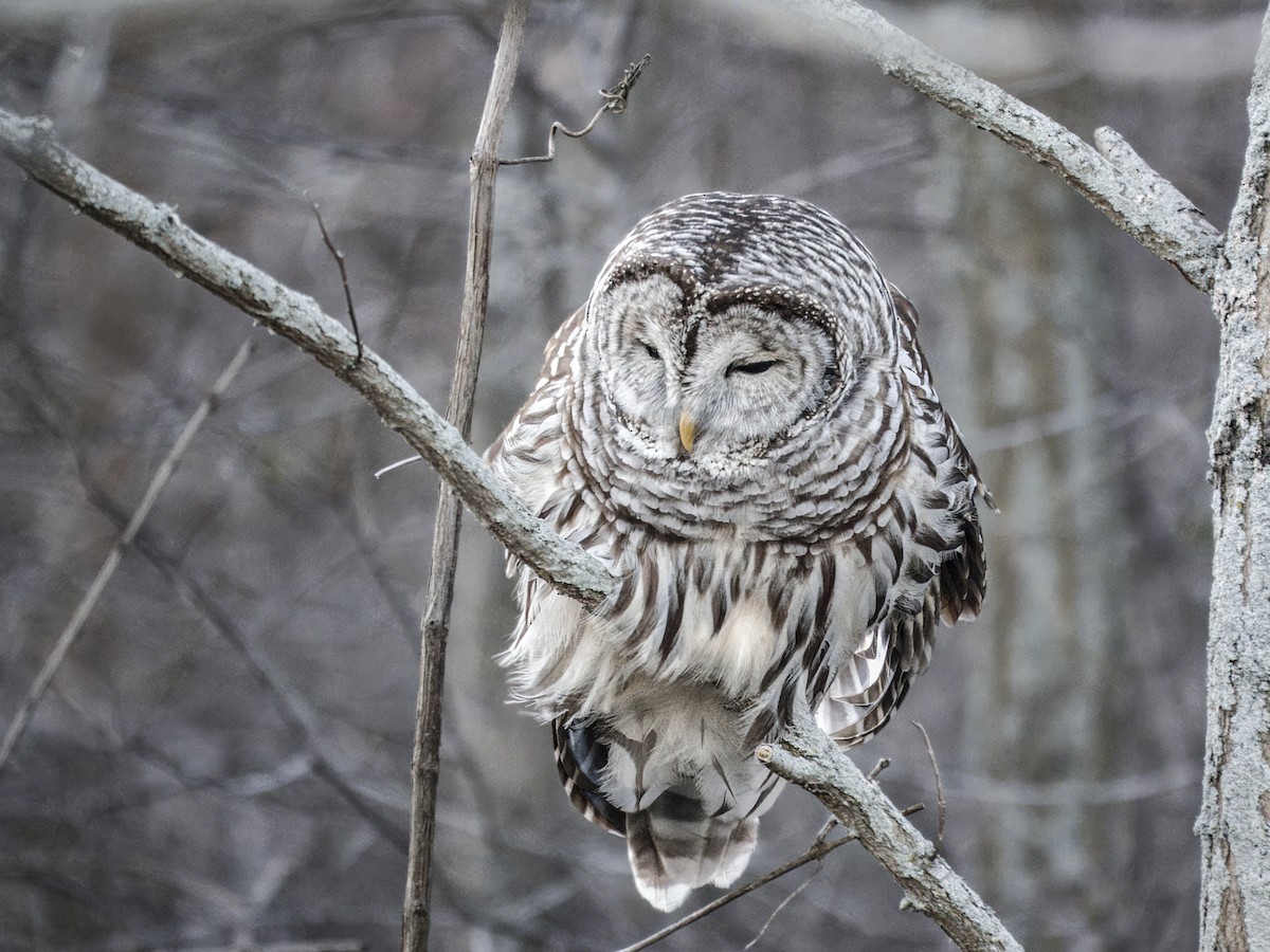Barred Owl - ML646192697