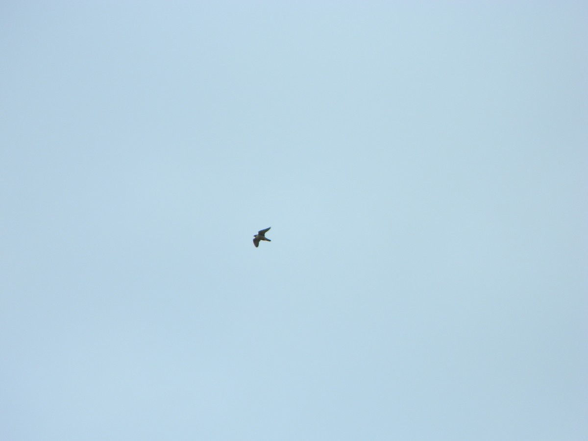 Peregrine Falcon - ML646192702