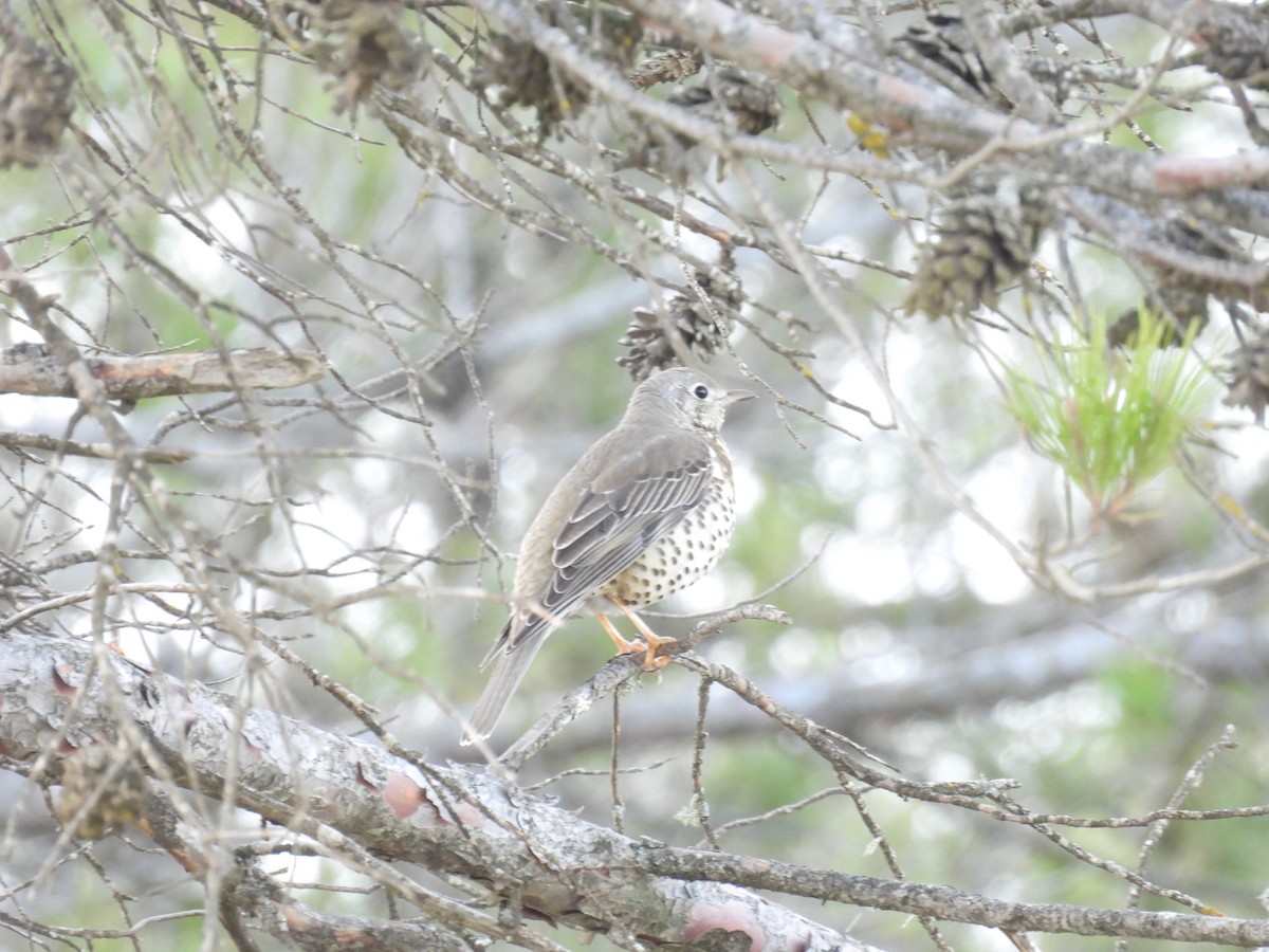 ヤドリギツグミ - ML646192703