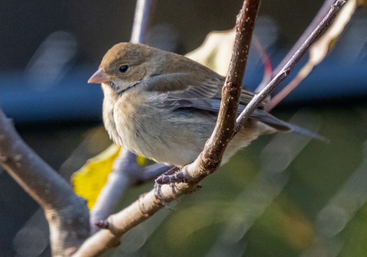 Indigo Bunting - ML646192704
