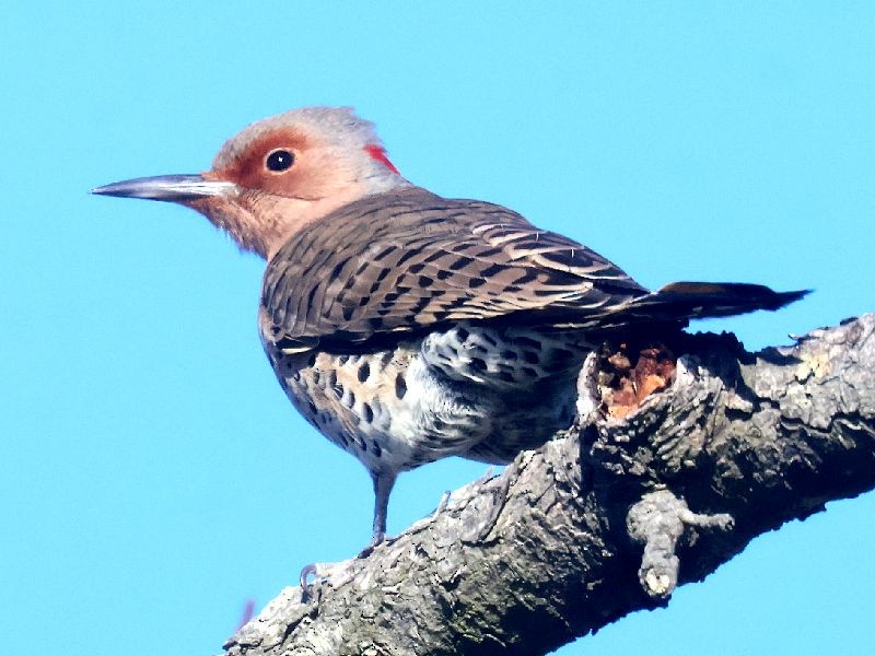 Northern Flicker - ML646192705