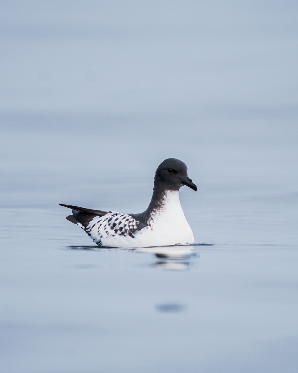 Pintado Petrel - ML646192708