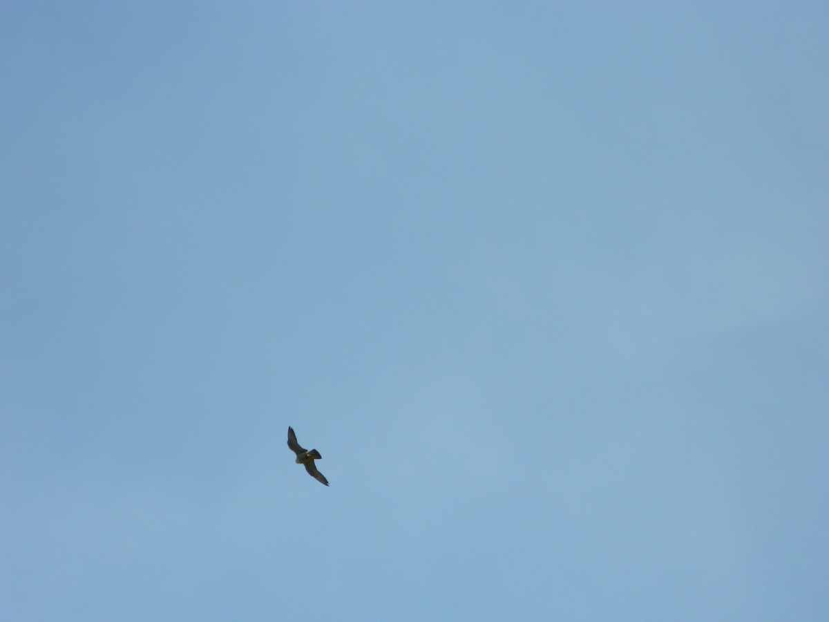 Peregrine Falcon - ML646192711