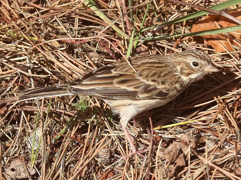 Chingolo Coliblanco - ML646192718