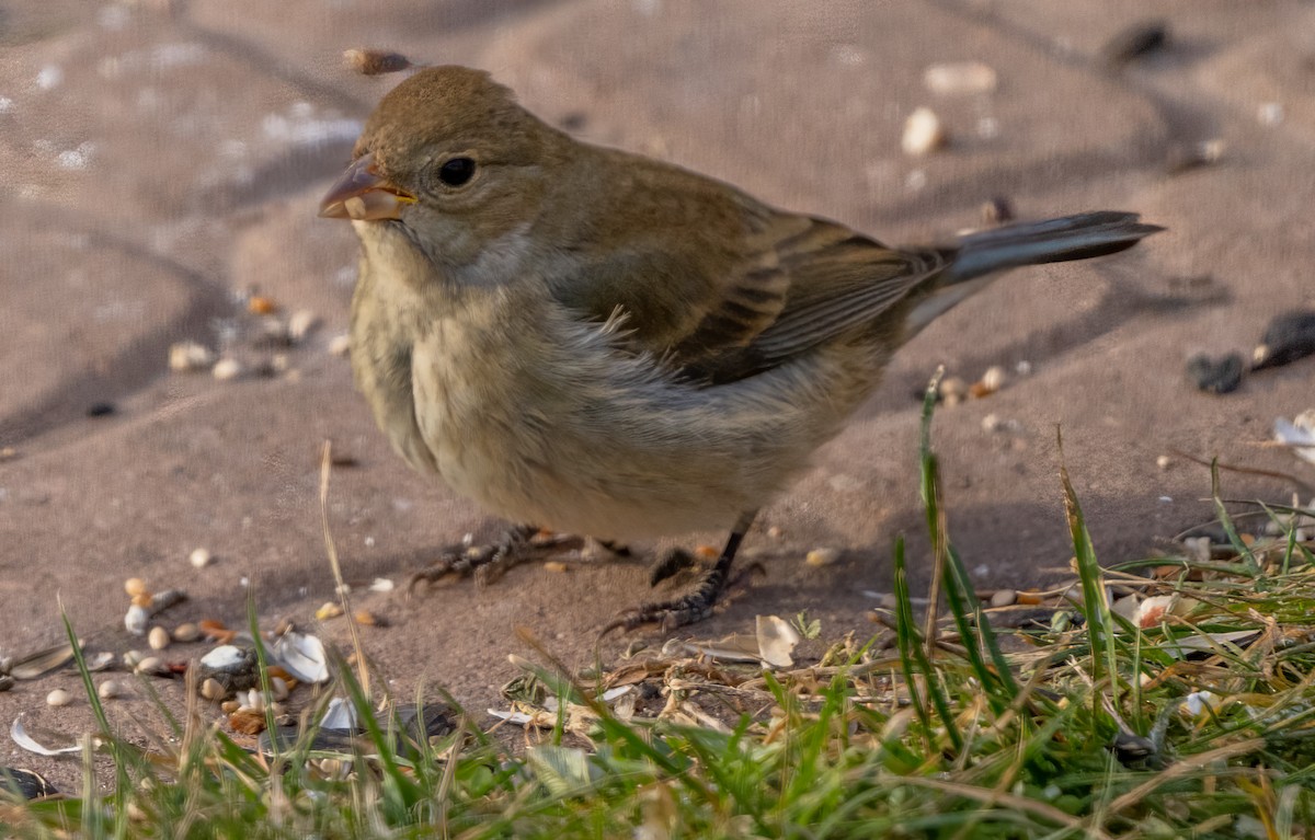 Indigo Bunting - ML646192719