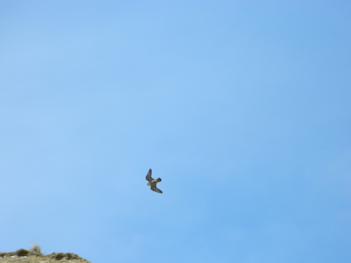 Peregrine Falcon - ML646192724