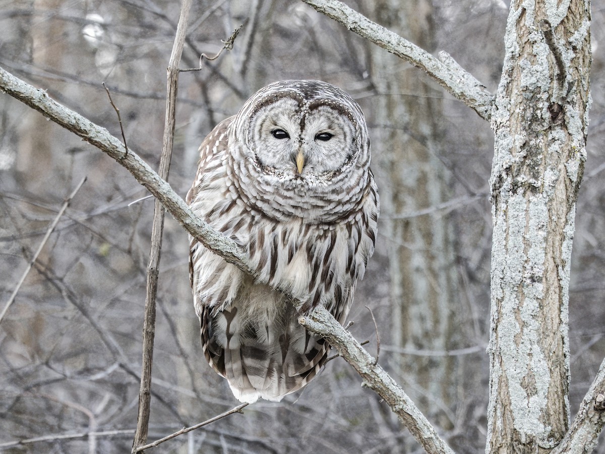 Barred Owl - ML646192725