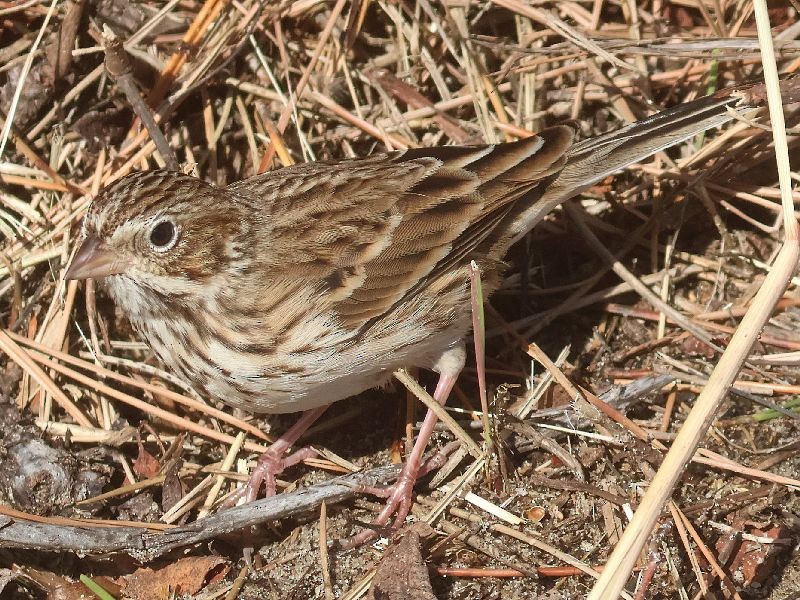 Chingolo Coliblanco - ML646192726