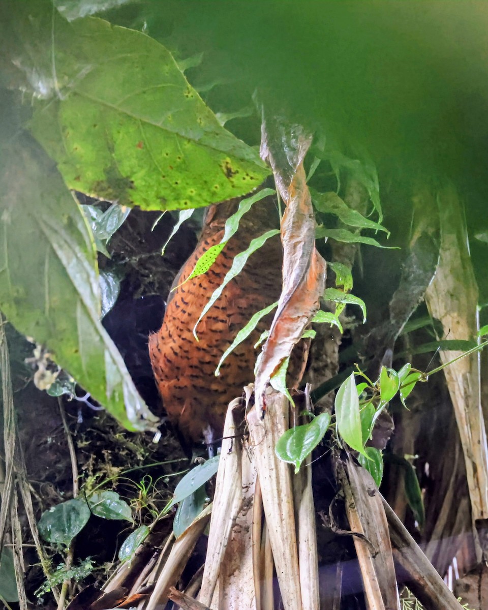 Giant Antpitta - ML646192731