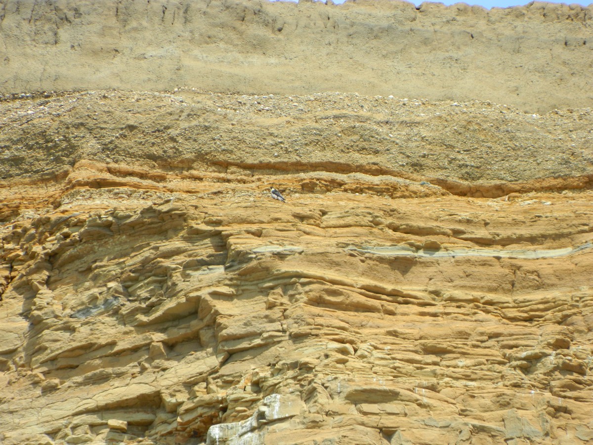 Peregrine Falcon - ML646192734