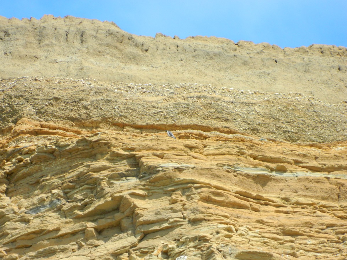 Peregrine Falcon - ML646192736