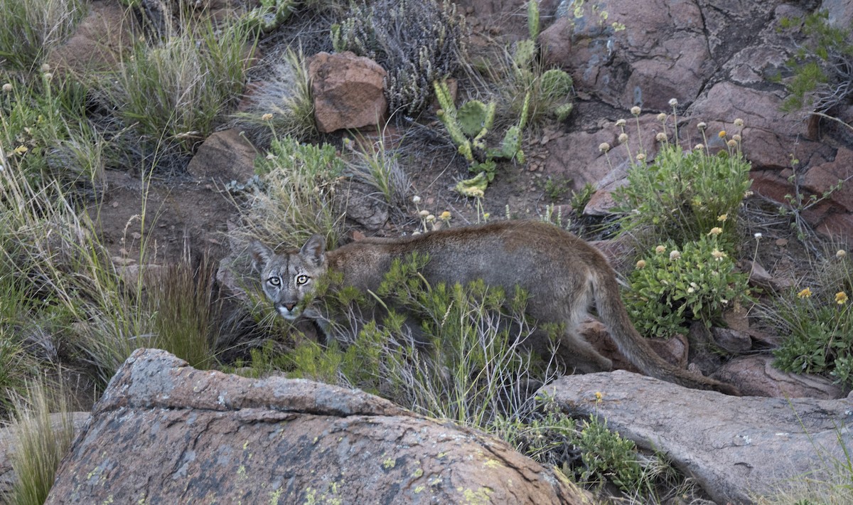 South American Mountain Lion - ML646192738