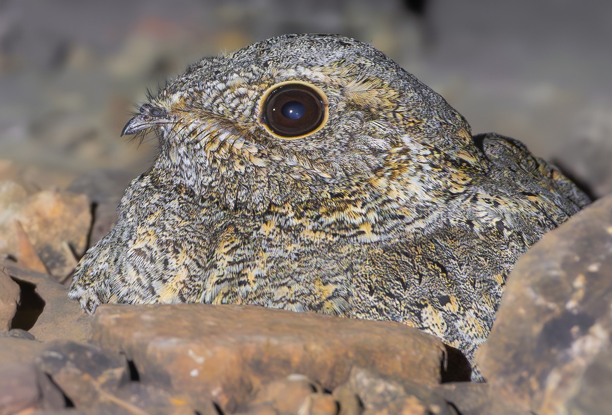 Sykes's Nightjar - ML646192739